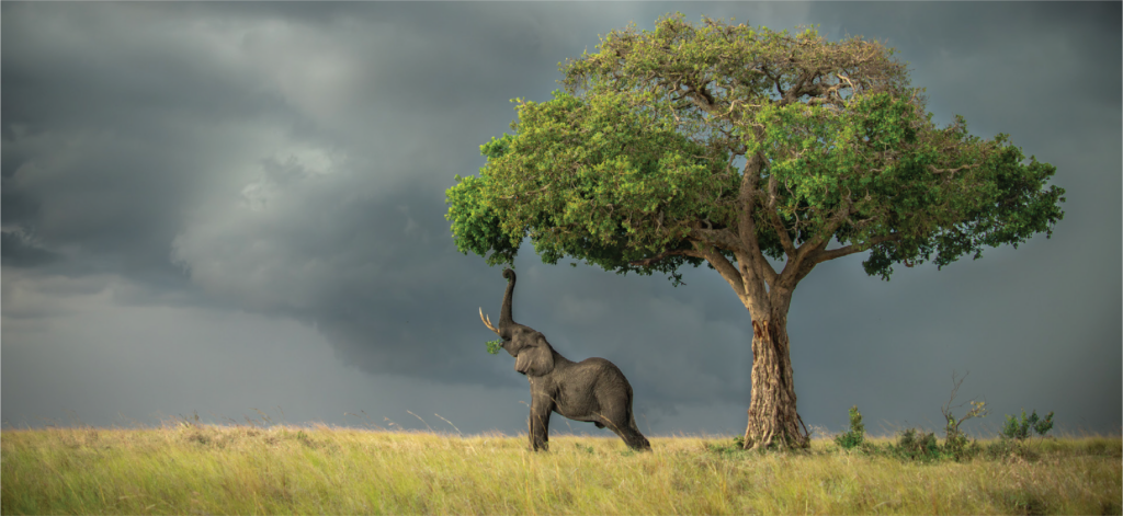 An elephant reaches its trunk straight up to grab fruit from a sausage tree, as storm clouds roll across the sky and lend a bright light to the grassland where the elephant stands.