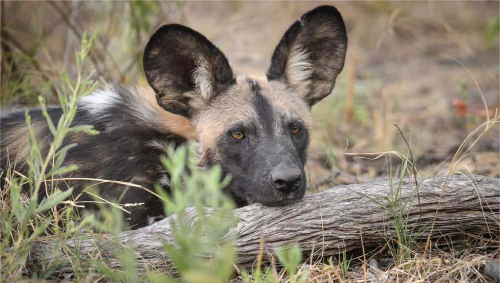 A painted dog rests its chin on a fallen tree.