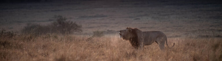 A lion roars in a grassy savannah in Africa, his breath visible in the sunset light.